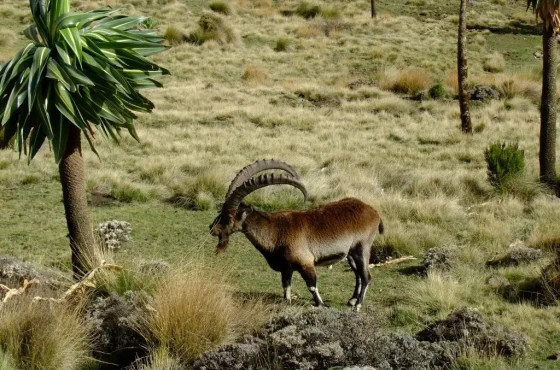 9 days Ethiopia wild life expedition photographer tour itinerary