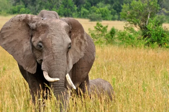 8 Days Tours itinerary Chebera Churchura and Maze National Park